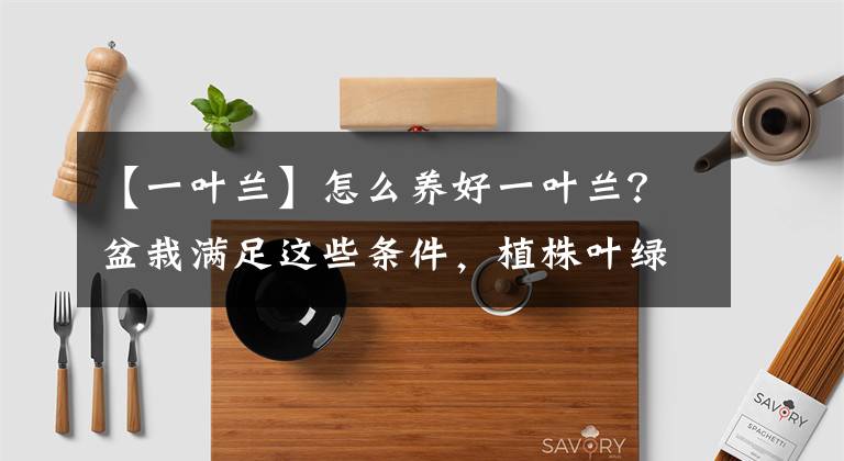【一叶兰】怎么养好一叶兰？盆栽满足这些条件，植株叶绿油亮开花美