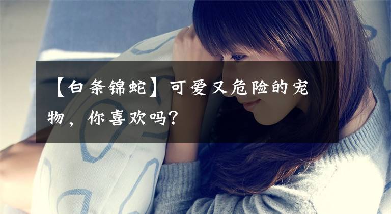 【白条锦蛇】可爱又危险的宠物,你喜欢吗?