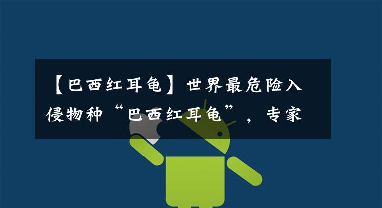 【巴西红耳龟】世界最危险入侵物种“巴西红耳龟”，专家说放生就是杀生！