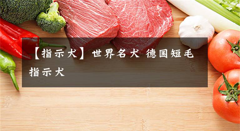 【指示犬】世界名犬 德国短毛指示犬