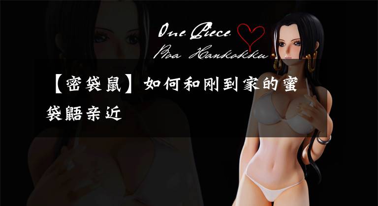 【密袋鼠】如何和刚到家的蜜袋鼯亲近