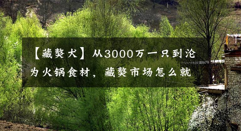 【藏獒犬】从3000万一只到沦为火锅食材，藏獒市场怎么就灰飞烟灭了？