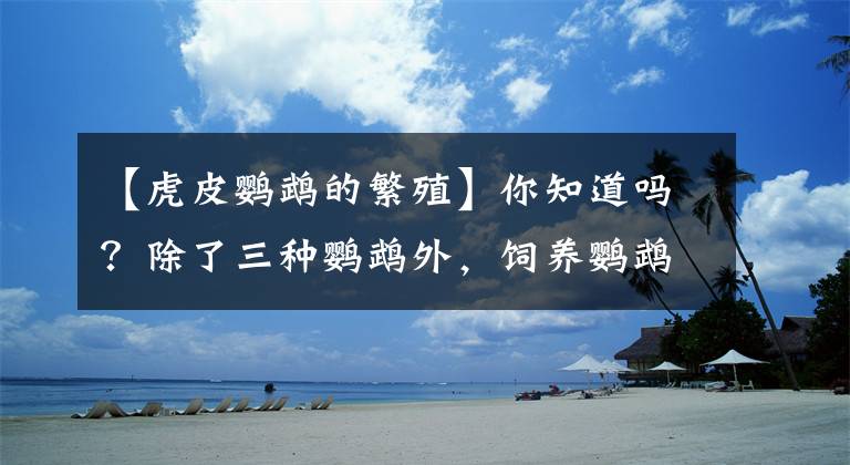【虎皮鹦鹉的繁殖】你知道吗？除了三种鹦鹉外，饲养鹦鹉也犯法