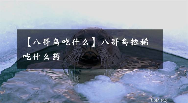 【八哥鸟吃什么】八哥鸟拉稀吃什么药