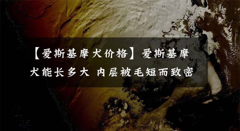 【爱斯基摩犬价格】爱斯基摩犬能长多大 内层被毛短而致密