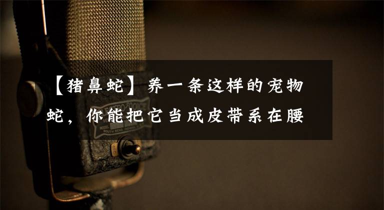 【猪鼻蛇】养一条这样的宠物蛇，你能把它当成皮带系在腰上用