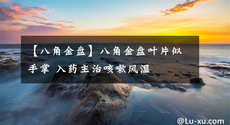 【八角金盘】八角金盘叶片似手掌 入药主治咳嗽风湿