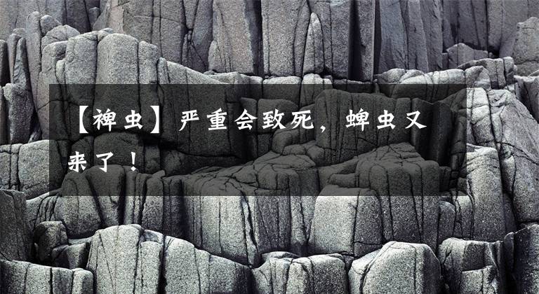 【裨虫】严重会致死，蜱虫又来了！