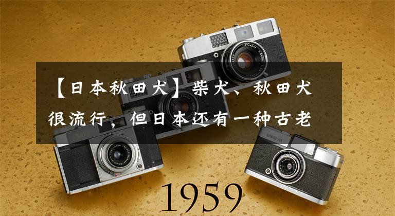 【日本秋田犬】柴犬、秋田犬很流行，但日本还有一种古老冷门的狗狗：日本狆