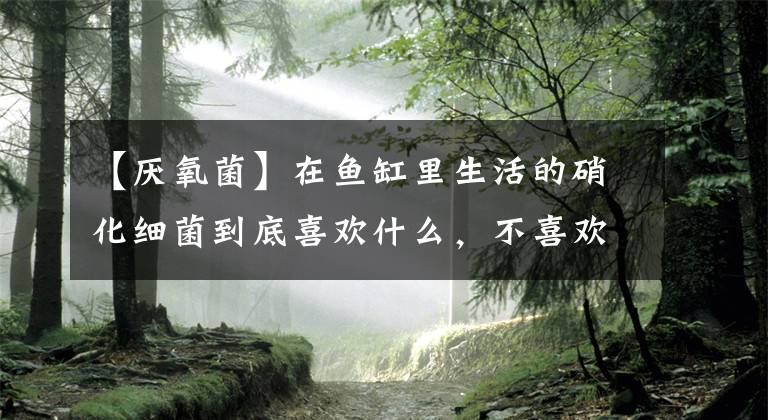 【厌氧菌】在鱼缸里生活的硝化细菌到底喜欢什么，不喜欢什么？