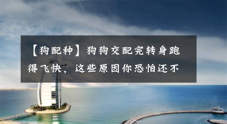 【狗配种】狗狗交配完转身跑得飞快，这些原因你恐怕还不知道吧