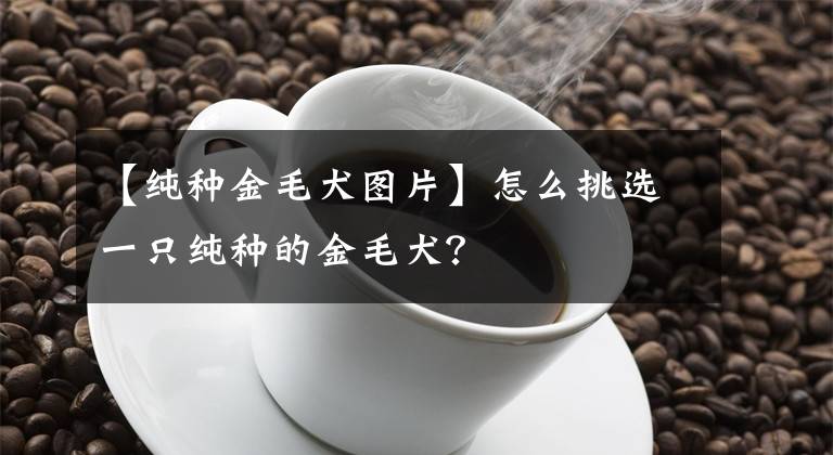 【纯种金毛犬图片】怎么挑选一只纯种的金毛犬？