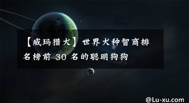 【威玛猎犬】世界犬种智商排名榜前 30 名的聪明狗狗