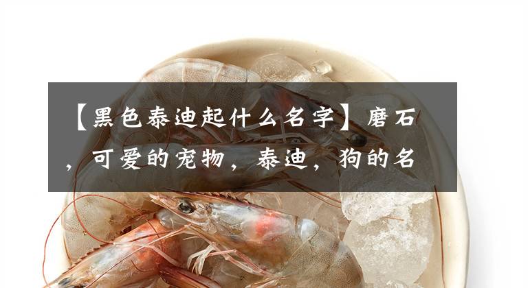 【黑色泰迪起什么名字】磨石，可爱的宠物，泰迪，狗的名字，小粘人-可爱的一点。