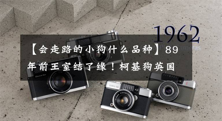 【会走路的小狗什么品种】89年前王室结了缘!柯基狗英国被宠爱了几十年