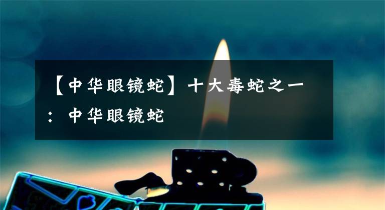 【中华眼镜蛇】十大毒蛇之一：中华眼镜蛇