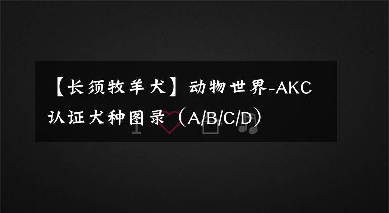 【长须牧羊犬】动物世界-AKC认证犬种图录（A/B/C/D）