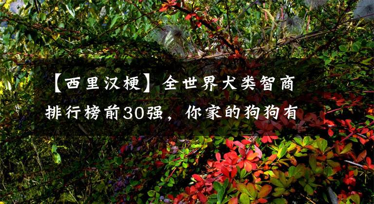 【西里汉梗】全世界犬类智商排行榜前30强,你家的狗狗有没有上榜?
