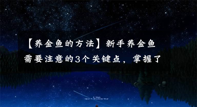 【养金鱼的方法】新手养金鱼需要注意的3个关键点,掌握了这几点养好金鱼并不难