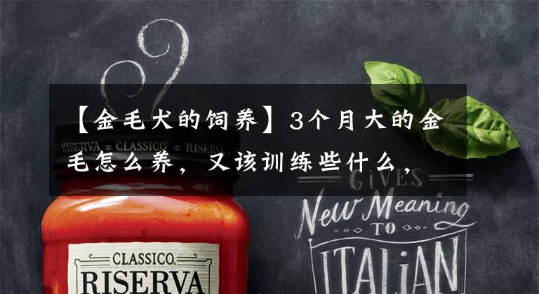 【金毛犬的饲养】3个月大的金毛怎么养，又该训练些什么，新手铲屎官的福利