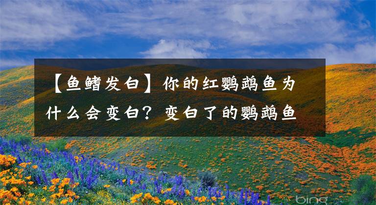【鱼鳍发白】你的红鹦鹉鱼为什么会变白?变白了的鹦鹉鱼怎么变红?