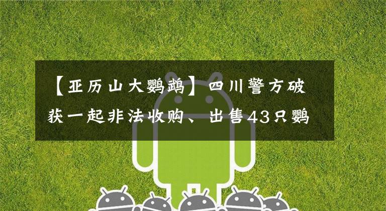 【亚历山大鹦鹉】四川警方破获一起非法收购、出售43只鹦鹉案 12人被起诉
