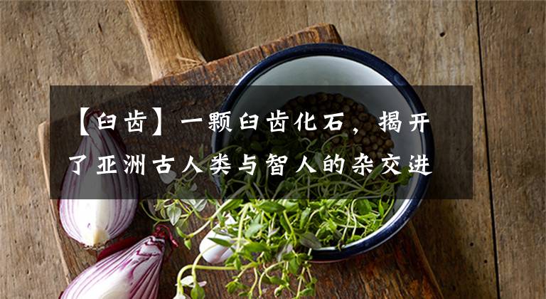 【臼齿】一颗臼齿化石，揭开了亚洲古人类与智人的杂交进化史