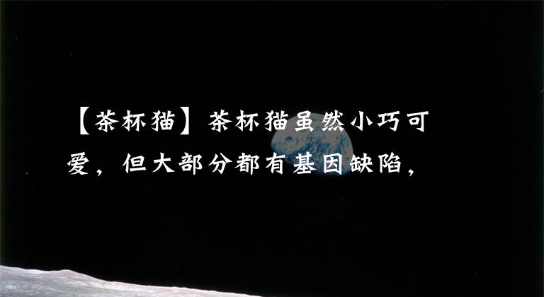 【茶杯猫】茶杯猫虽然小巧可爱，但大部分都有基因缺陷，饲养需谨慎！