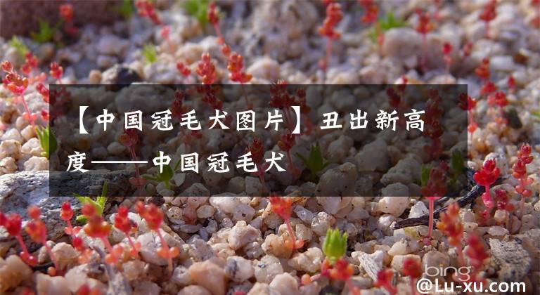 【中国冠毛犬图片】丑出新高度——中国冠毛犬