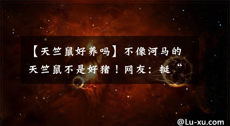 【天竺鼠好养吗】不像河马的天竺鼠不是好猪！网友：挺“秃然”的，究竟是什么鬼？