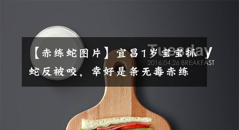 【赤练蛇图片】宜昌1岁宝宝抓蛇反被咬，幸好是条无毒赤练蛇