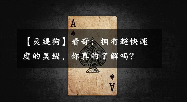 【灵缇狗】看奇:拥有超快速度的灵缇,你真的了解吗?