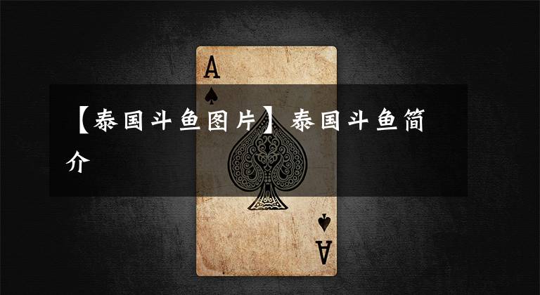 【泰国斗鱼图片】泰国斗鱼简介