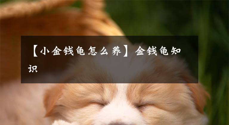 【小金钱龟怎么养】金钱龟知识