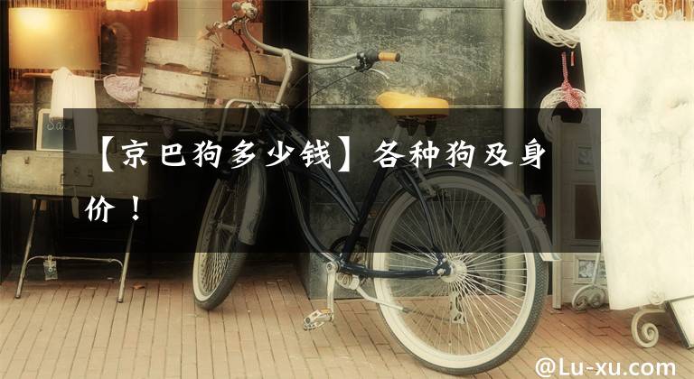 【京巴狗多少钱】各种狗及身价！