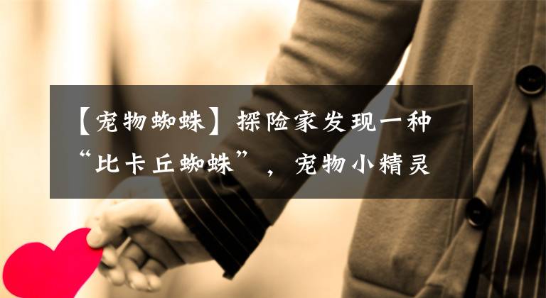 【宠物蜘蛛】探险家发现一种“比卡丘蜘蛛”,宠物小精灵趴在背上,颜色鲜艳