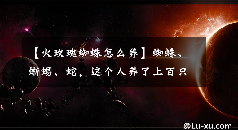 【火玫瑰蜘蛛怎么养】蜘蛛、蜥蜴、蛇,这个人养了上百只“冷血动物”
