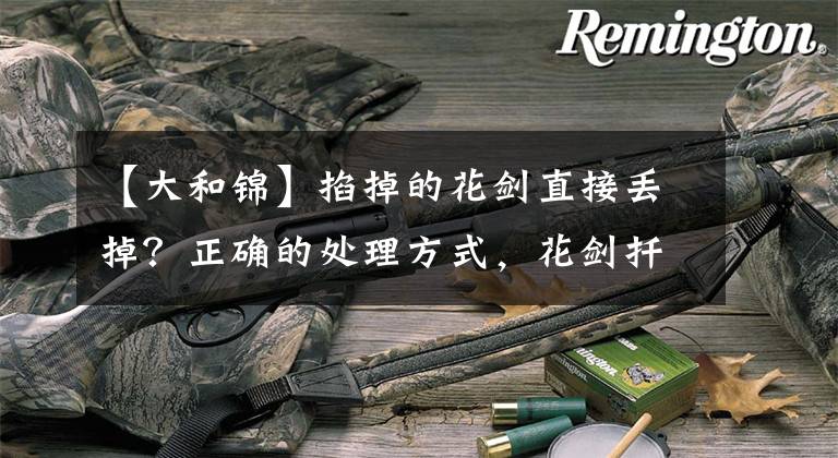 【大和锦】掐掉的花剑直接丢掉?正确的处理方式,花剑扦插三天生根!