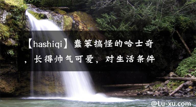 【hashiqi】蠢笨搞怪的哈士奇,长得帅气可爱,对生活条件适应性很强