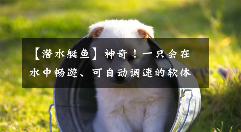 【潜水艇鱼】神奇！一只会在水中畅游、可自动调速的软体机器鱼