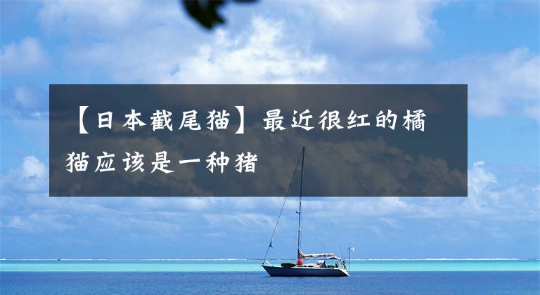 【日本截尾猫】最近很红的橘猫应该是一种猪