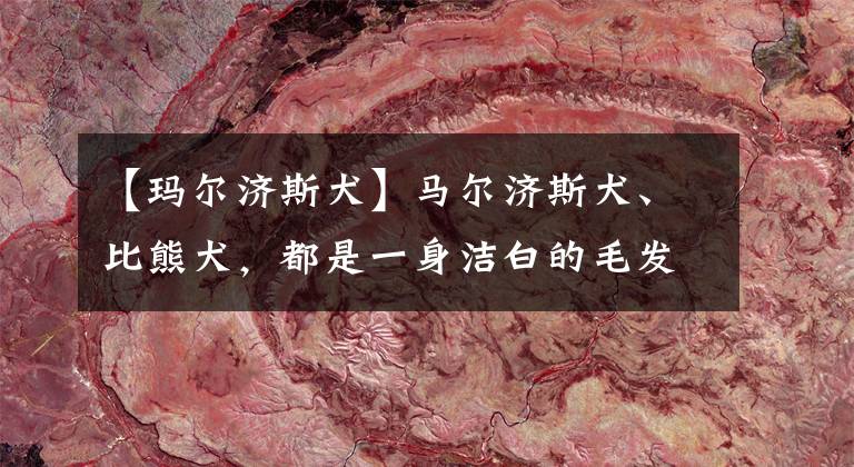 【玛尔济斯犬】马尔济斯犬、比熊犬,都是一身洁白的毛发,在你心中哪种颜值高?