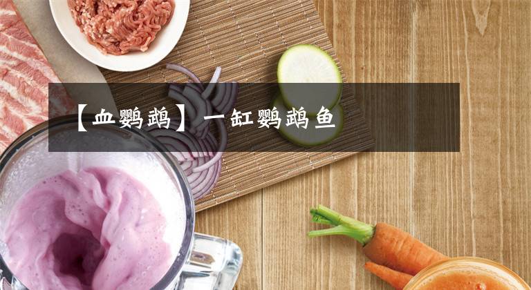 【血鹦鹉】一缸鹦鹉鱼