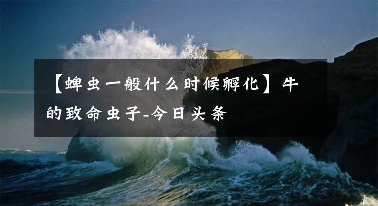 【蜱虫一般什么时候孵化】牛的致命虫子-今日头条