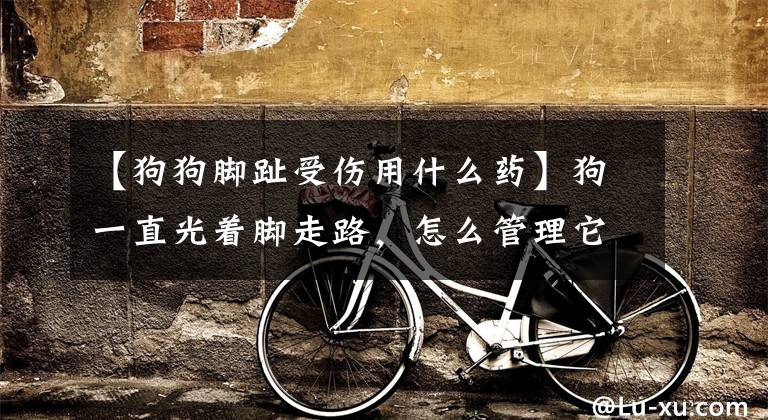 【狗狗脚趾受伤用什么药】狗一直光着脚走路，怎么管理它们的小爪子？下次5点收藏