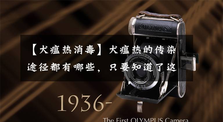 【犬瘟热消毒】犬瘟热的传染途径都有哪些，只要知道了这些才能更好的预防