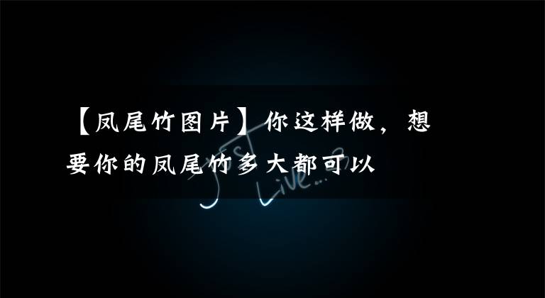 【凤尾竹图片】你这样做,想要你的凤尾竹多大都可以