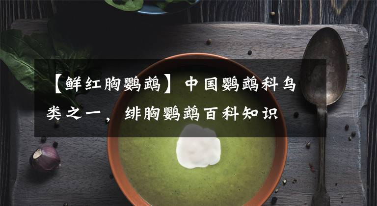 【鲜红胸鹦鹉】中国鹦鹉科鸟类之一，绯胸鹦鹉百科知识