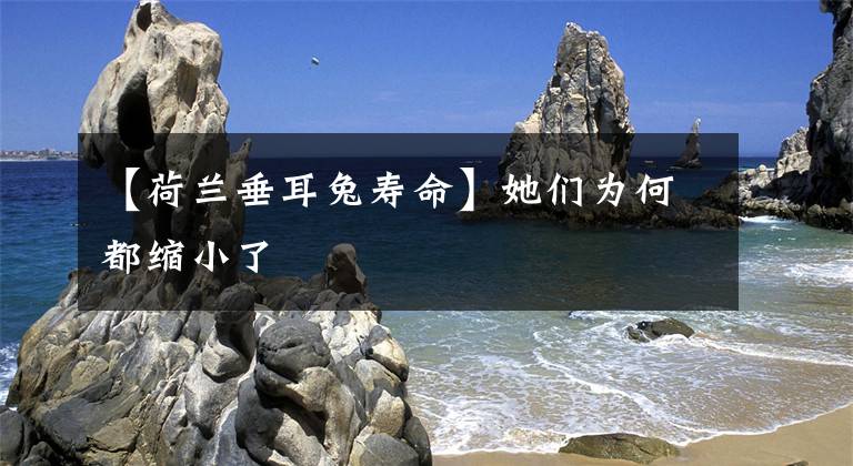 【荷兰垂耳兔寿命】她们为何都缩小了