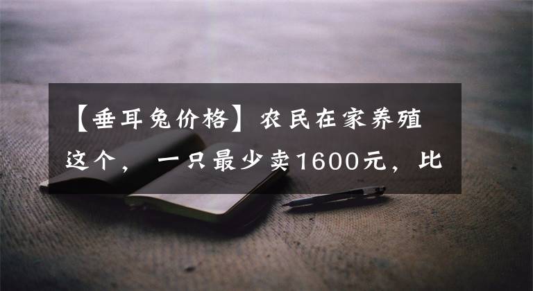 【垂耳兔价格】农民在家养殖这个， 一只最少卖1600元，比养殖野猪、兔子更赚钱